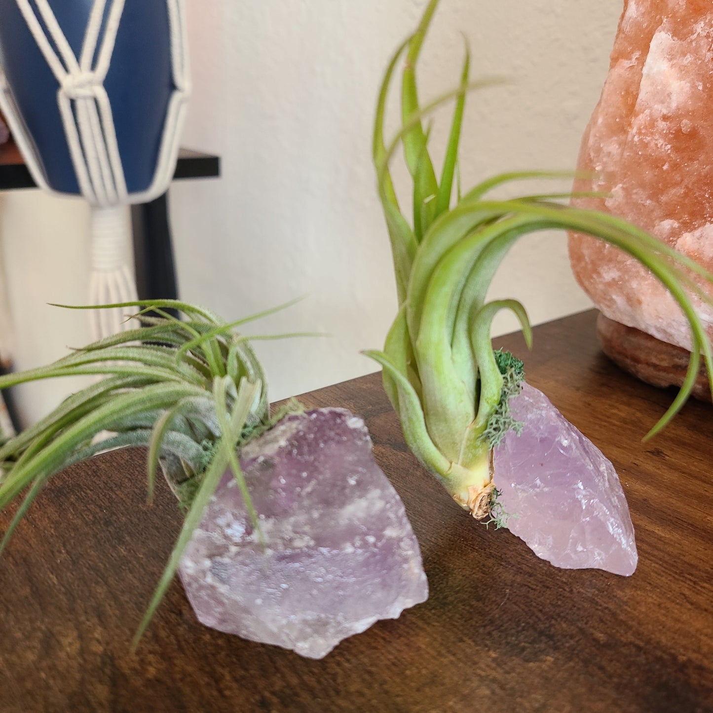 Crystal Air Plants