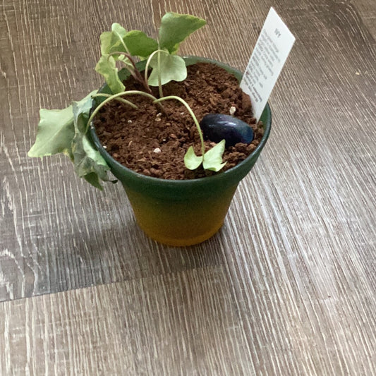 Extra small plant